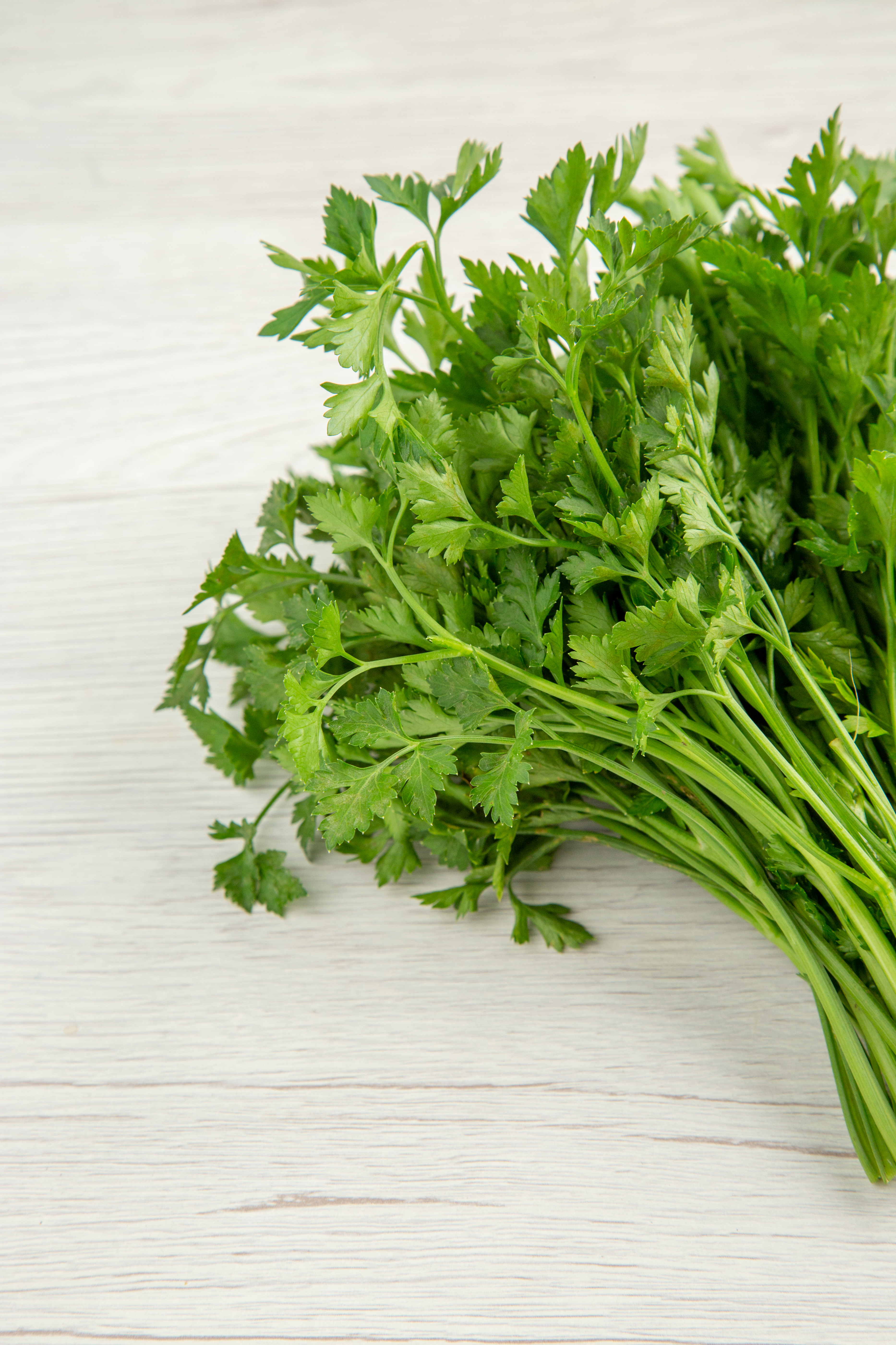 Cilantro