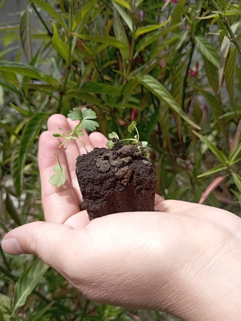 Trasplante de plantines