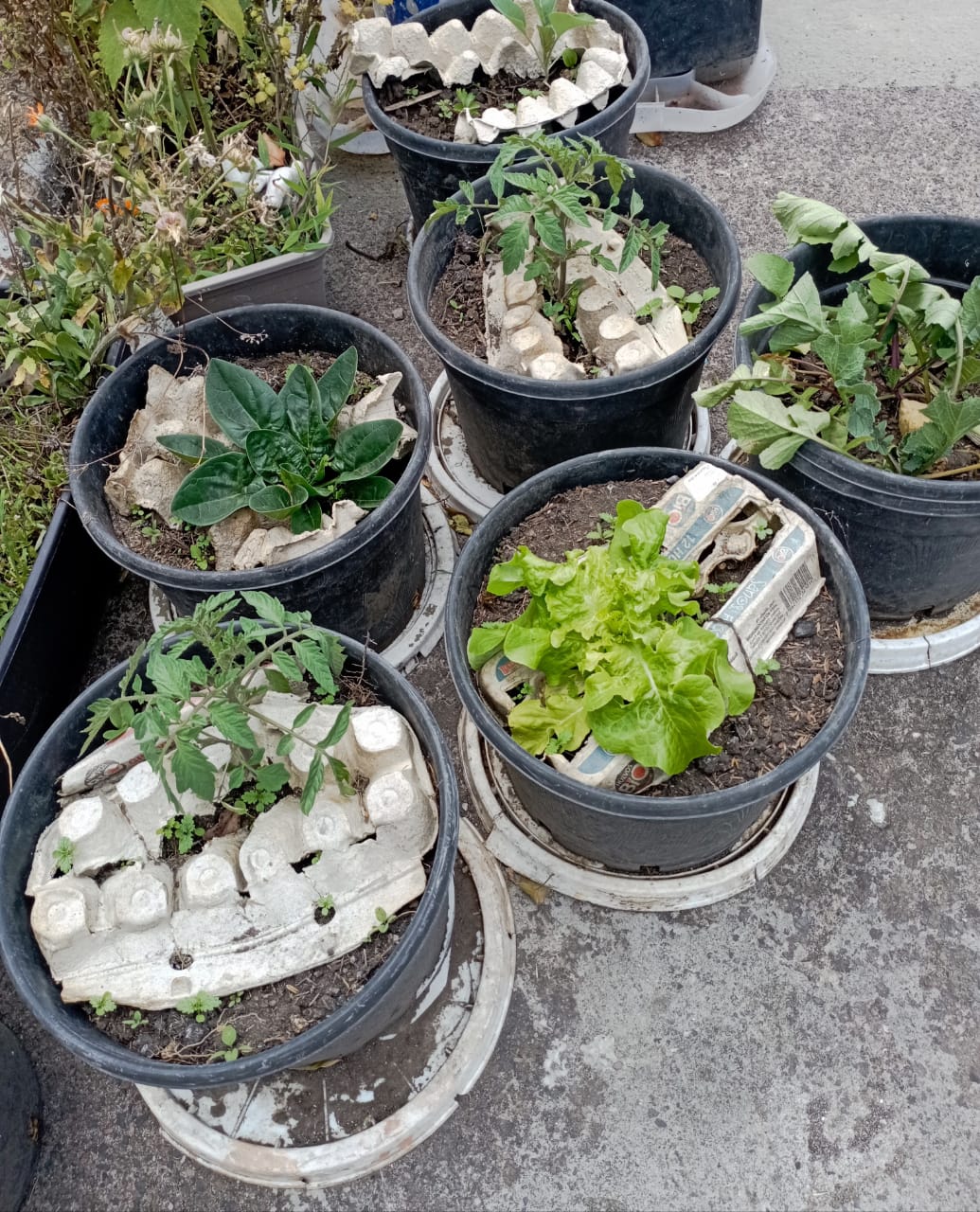 Plantas madre 60 días